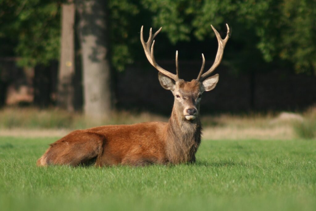 deer-antlers-nature-wildlife