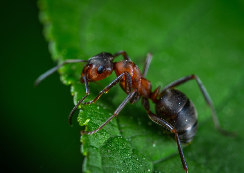 Do-Ants-Feel-Fear