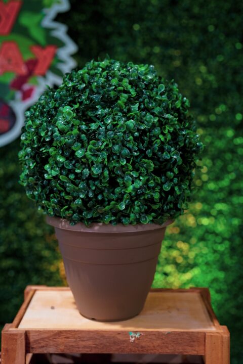 Green-Mound-Boxwood