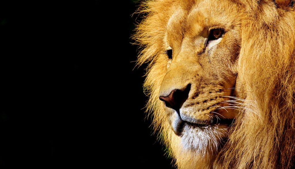 lion