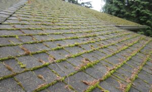 Moss and Algae on Roofs