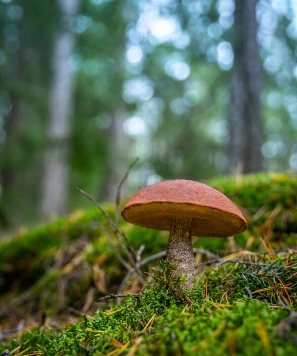 Is-Mushroom-an-autotroph?