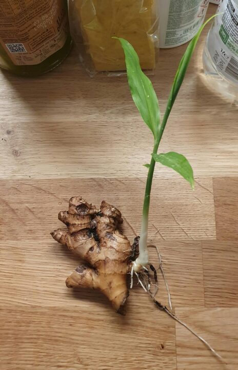 are-ginger-leaves-edible?