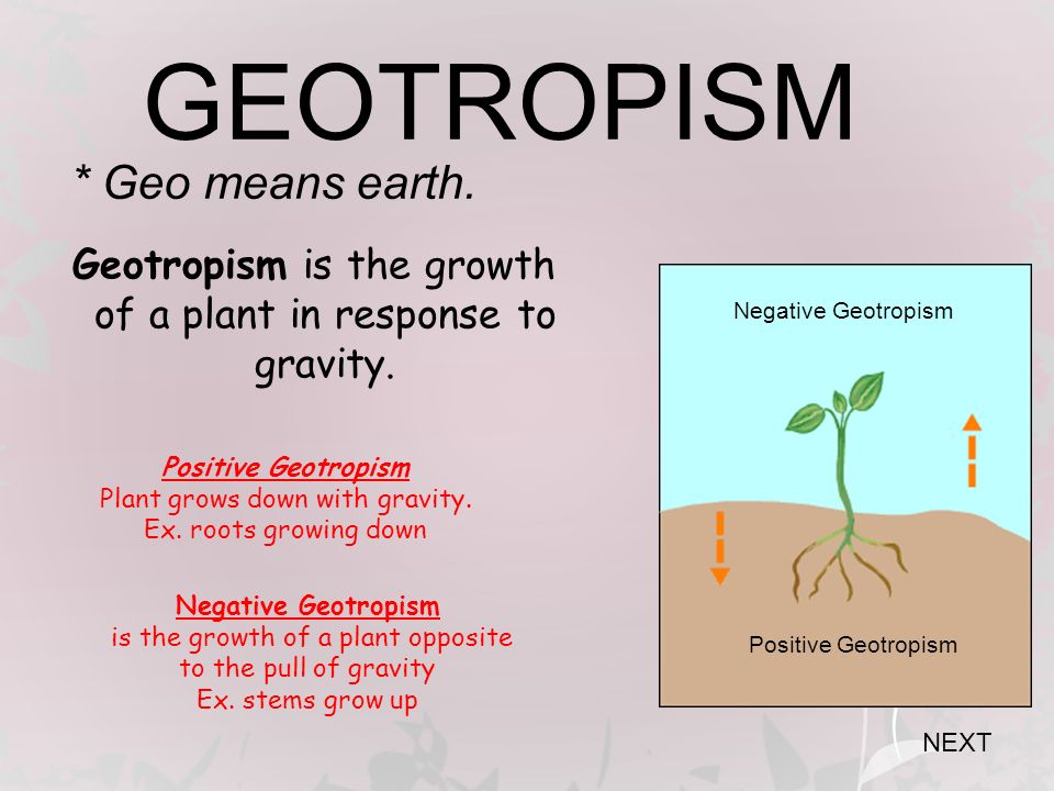Negative-Geotropic