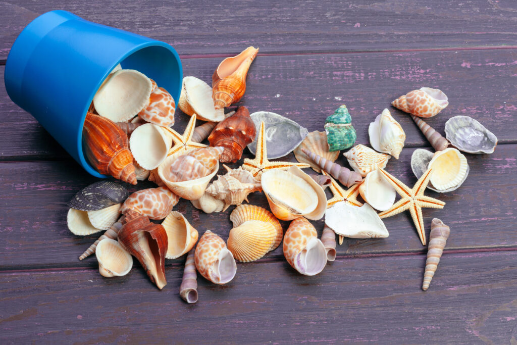 Art-and-crafts-with-shells