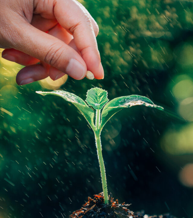 Carbohydrates-in-Plants