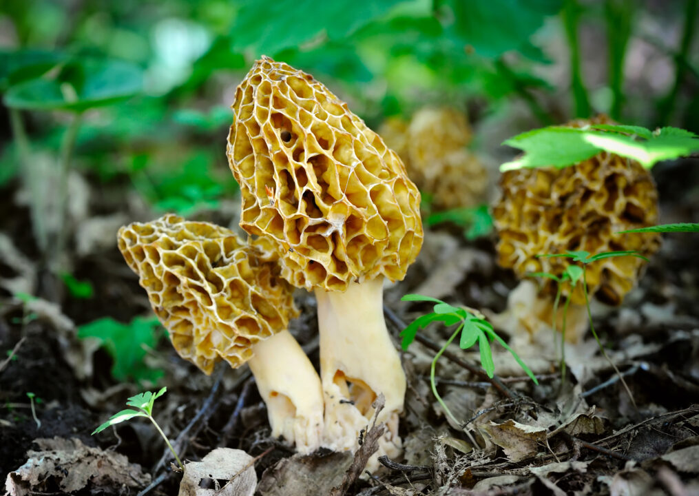 Different-Types-of-Mushrooms