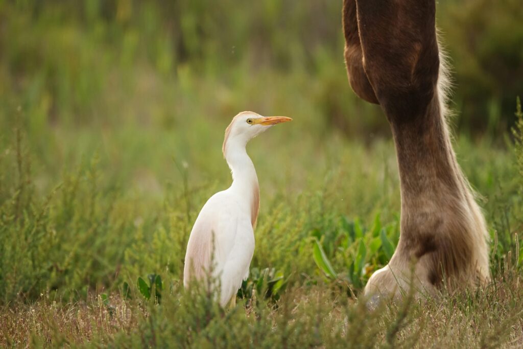 Cattle-Egret-and-Cattle-Relationship