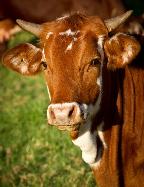 Cattle-Egret-and-Cattle-Relationship