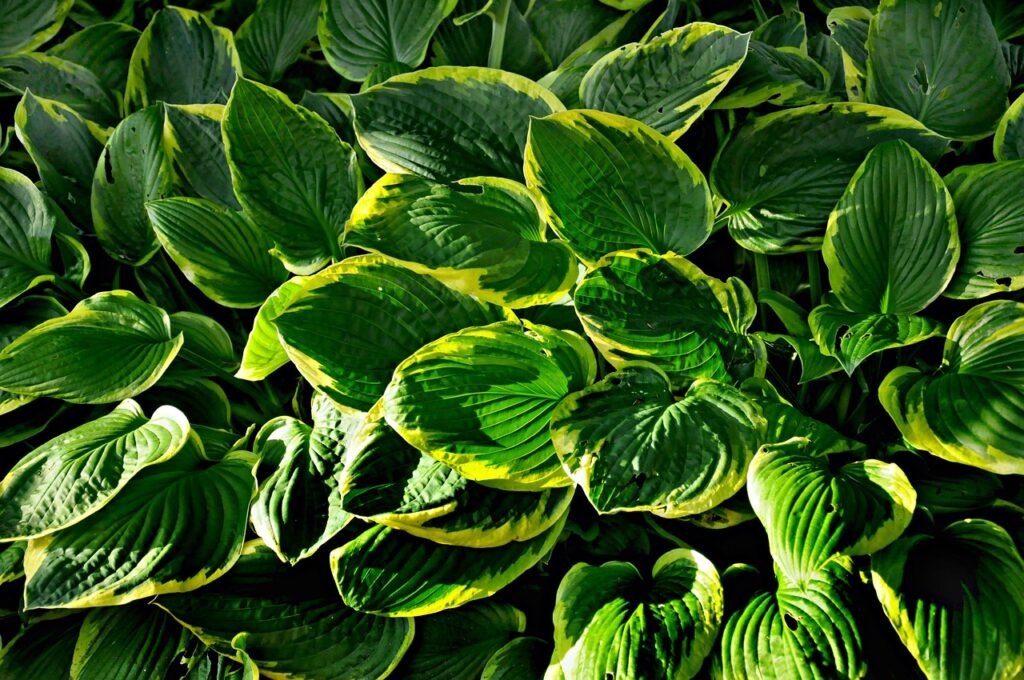 Edible-Hostas