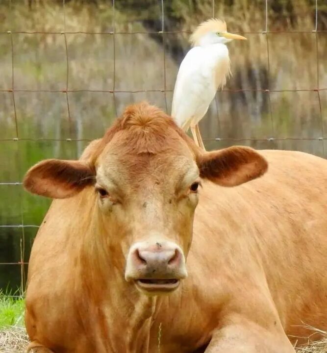 Cattle-Egrets-and-Cattle-Relationship