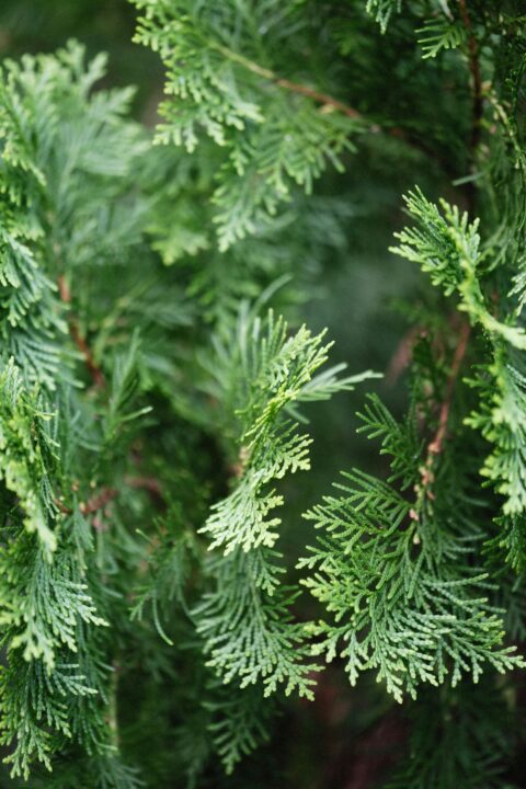 Types-of-Cedar-Trees