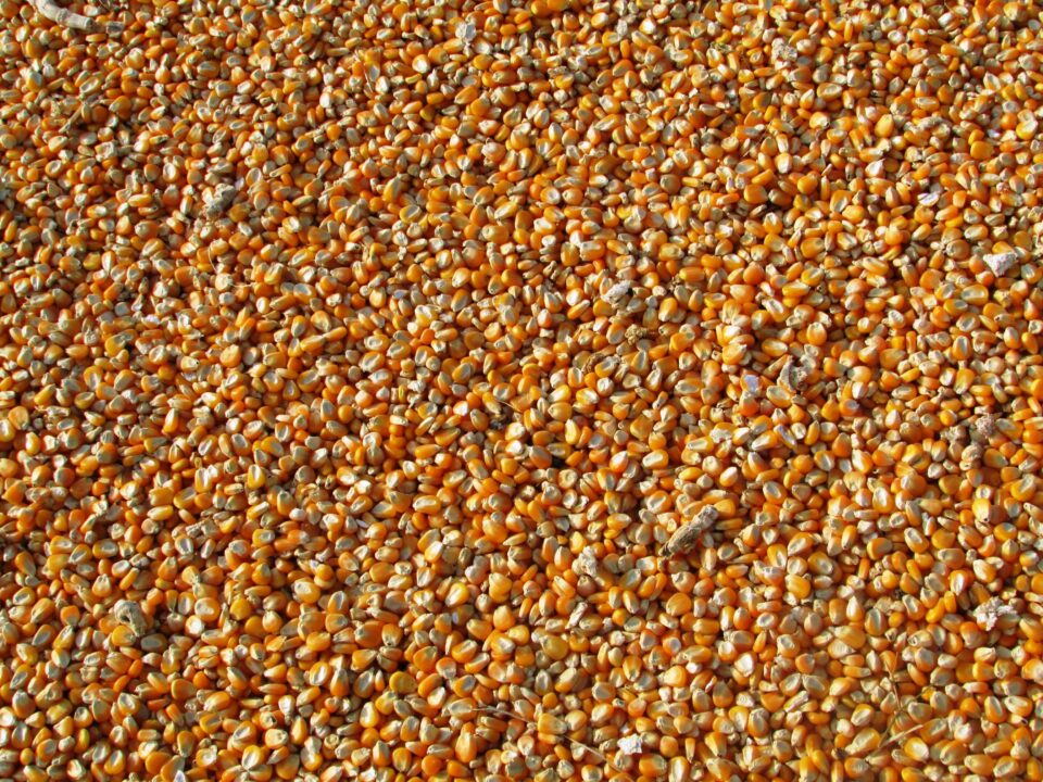 Types-of-grain