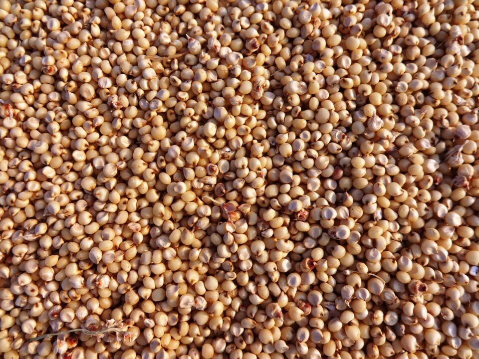 Types-of-grain