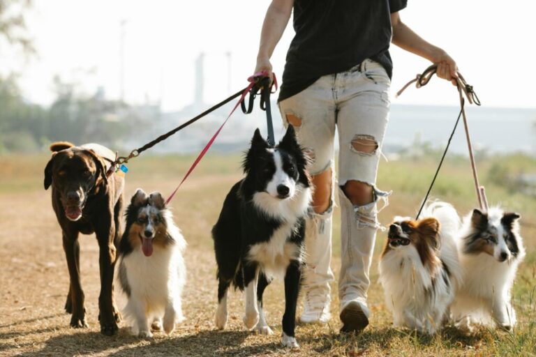 At What Age Do Female Dogs Go Into Heat? Female Dog Heat Cycle | Smash